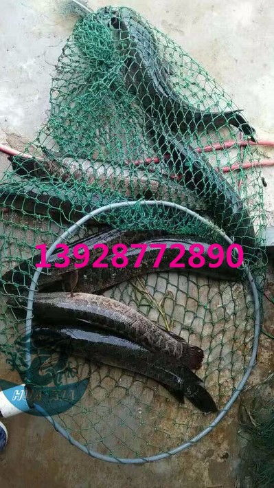 浙江烏鱧魚苗批發價格實惠，廣東華夏漁業航空助力高效運輸