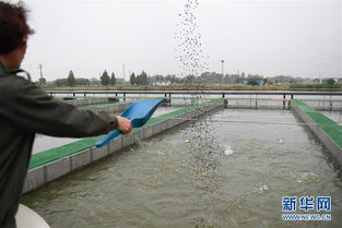 浙江湖州 跑道養(yǎng)魚(yú)新變革，畜牧漁業(yè)飼料銷(xiāo)售迎契機(jī)